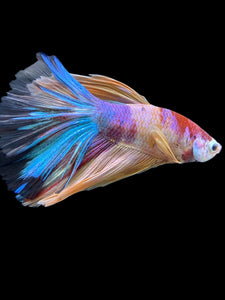 Male Halfmoon - Multicolor #426 - Live Betta Fish