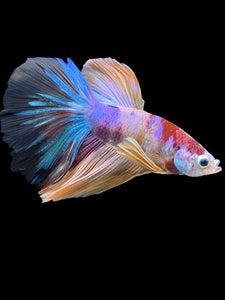 Male Halfmoon - Multicolor #426 - Live Betta Fish