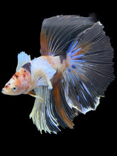 Load image into Gallery viewer, Male Halfmoon - Candy Dumbo #427 - Live Betta Fish
