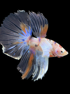 Male Halfmoon - Candy Dumbo #427 - Live Betta Fish