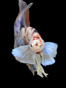 Male Halfmoon - Candy Dumbo #427 - Live Betta Fish