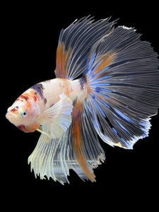 Male Halfmoon - Candy Dumbo #427 - Live Betta Fish