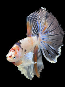 Male Halfmoon - Candy Dumbo #427 - Live Betta Fish