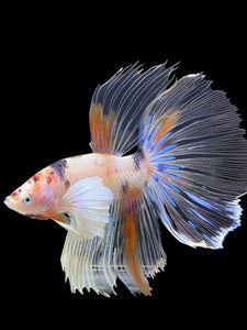 Male Halfmoon - Candy Dumbo #427 - Live Betta Fish