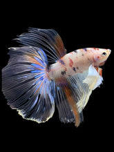 Load image into Gallery viewer, Male Halfmoon - Candy Dumbo #427 - Live Betta Fish
