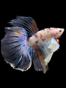 Male Halfmoon - Candy Dumbo #427 - Live Betta Fish