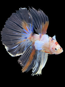 Male Halfmoon - Candy Dumbo #427 - Live Betta Fish