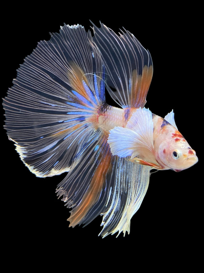 Male Halfmoon - Candy Dumbo #427 - Live Betta Fish