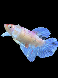 TOP GRADE Female Halfmoon - Candy Dumbo #428 - Live Betta Fish