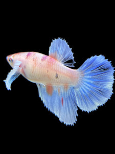 TOP GRADE Female Halfmoon - Candy Dumbo #428 - Live Betta Fish