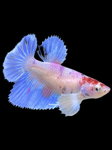 TOP GRADE Female Halfmoon - Candy Dumbo #428 - Live Betta Fish