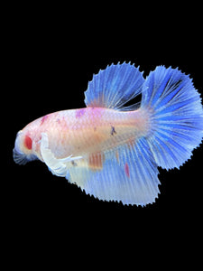 TOP GRADE Female Halfmoon - Candy Dumbo #428 - Live Betta Fish