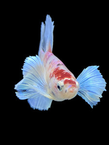 TOP GRADE Female Halfmoon - Candy Dumbo #428 - Live Betta Fish