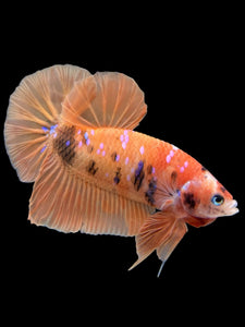 Male Halfmoon Plakat - Orange Galaxy #429 - Live Betta Fish