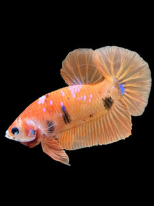 Male Halfmoon Plakat - Orange Galaxy #429 - Live Betta Fish