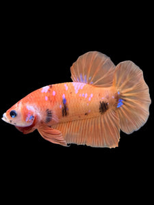 Male Halfmoon Plakat - Orange Galaxy #429 - Live Betta Fish