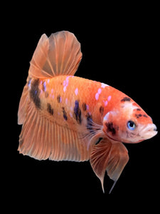 Male Halfmoon Plakat - Orange Galaxy #429 - Live Betta Fish