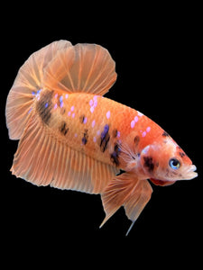 Male Halfmoon Plakat - Orange Galaxy #429 - Live Betta Fish