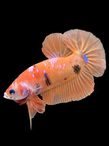 Male Halfmoon Plakat - Orange Galaxy #429 - Live Betta Fish