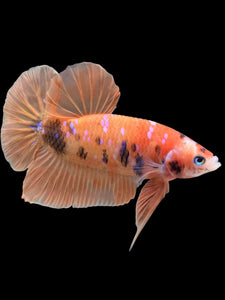 Male Halfmoon Plakat - Orange Galaxy #429 - Live Betta Fish