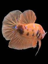 Load image into Gallery viewer, Male Halfmoon Plakat - Orange Galaxy #429 - Live Betta Fish
