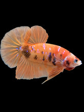 Load image into Gallery viewer, Male Halfmoon Plakat - Orange Galaxy #429 - Live Betta Fish
