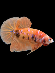 Male Halfmoon Plakat - Orange Galaxy #429 - Live Betta Fish