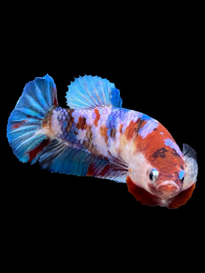 Female Halfmoon Plakat - Galaxy #430 - Live Betta Fish