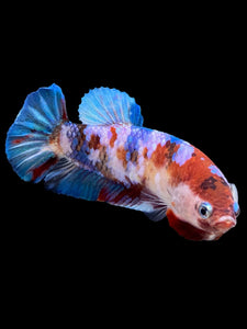 Female Halfmoon Plakat - Galaxy #430 - Live Betta Fish