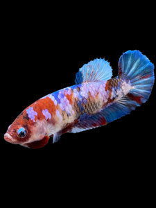 Female Halfmoon Plakat - Galaxy #430 - Live Betta Fish