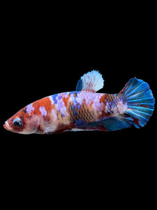 Female Halfmoon Plakat - Galaxy #430 - Live Betta Fish