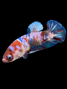 Female Halfmoon Plakat - Galaxy #430 - Live Betta Fish