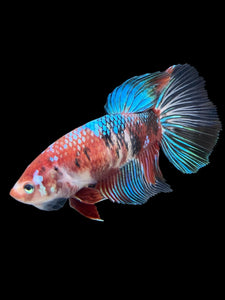 GIANT Female Halfmoon - Red Galaxy #431 Live Betta Fish