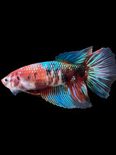 Load image into Gallery viewer, GIANT Female Halfmoon - Red Galaxy #431 Live Betta Fish
