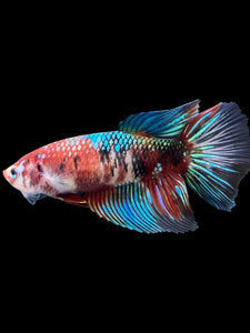 GIANT Female Halfmoon - Red Galaxy #431 Live Betta Fish