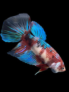 GIANT Female Halfmoon - Red Galaxy #431 Live Betta Fish