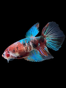 GIANT Female Halfmoon - Red Galaxy #431 Live Betta Fish