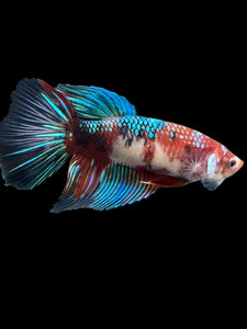 GIANT Female Halfmoon - Red Galaxy #431 Live Betta Fish