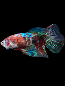 GIANT Female Halfmoon - Red Galaxy #431 Live Betta Fish