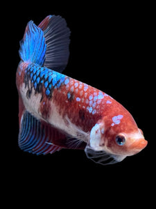 GIANT Female Halfmoon - Red Galaxy #431 Live Betta Fish