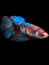 Load image into Gallery viewer, GIANT Female Halfmoon - Red Galaxy #431 Live Betta Fish
