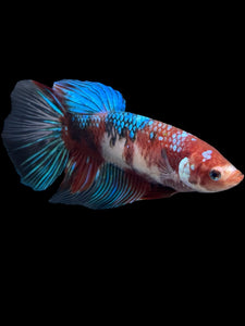 GIANT Female Halfmoon - Red Galaxy #431 Live Betta Fish