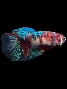 GIANT Female Halfmoon - Red Galaxy #431 Live Betta Fish