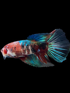 GIANT Female Halfmoon - Red Galaxy #431 Live Betta Fish