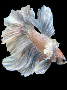 Male Rosetail - Metallic Dumbo #432 - Live Betta Fish