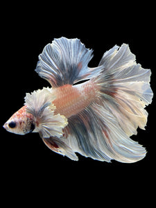 Male Rosetail - Metallic Dumbo #432 - Live Betta Fish