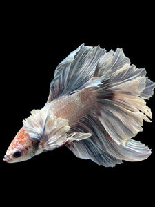 Male Rosetail - Metallic Dumbo #432 - Live Betta Fish