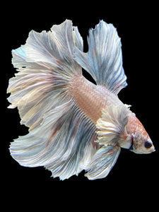 Male Rosetail - Metallic Dumbo #432 - Live Betta Fish