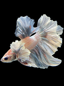 Male Rosetail - Metallic Dumbo #432 - Live Betta Fish