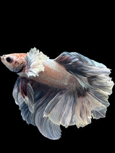 Male Rosetail - Metallic Dumbo #432 - Live Betta Fish